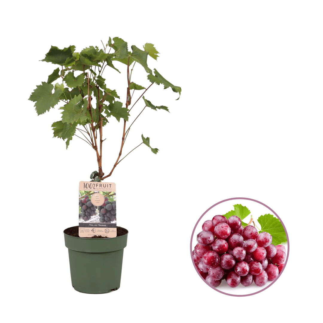 Cadeau de Vigne Personnalisable - Maslives imprimé avec logo