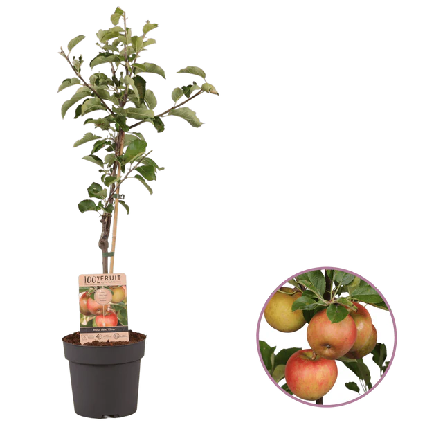 Arbre de Pomme Personnalisable - Ensuès-la-Redonne