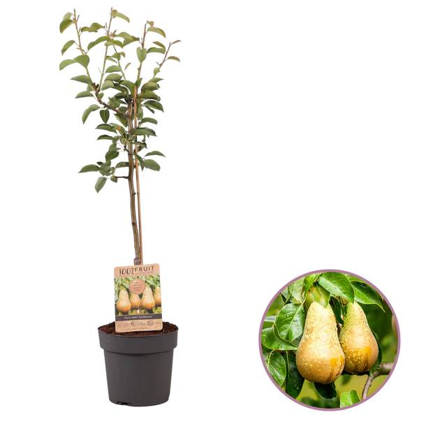 Arbre à Poire Cadeau - Courgeon imprimé avec logo